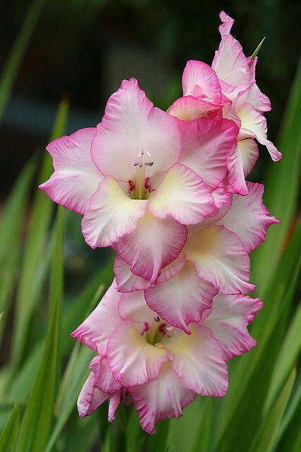 Yellow Pink Gladiolus Flower Seeds for Planting – Perfect for Borders, Heirloom & Non-GMO Seeds for Home Garden