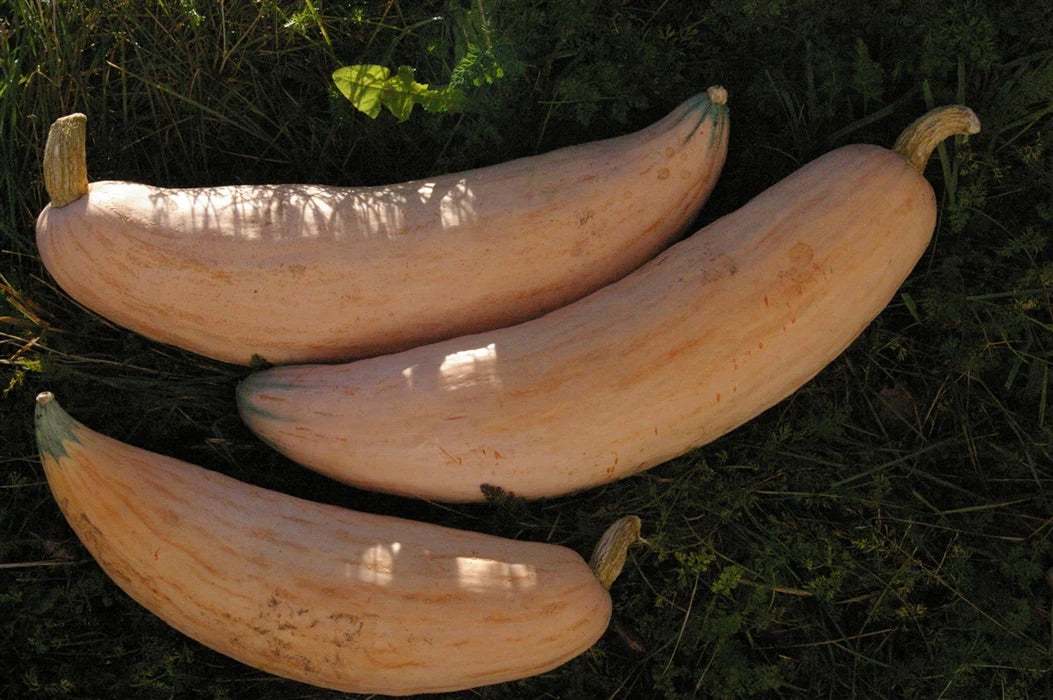 Georgia Candy Roaster Seeds for Planting – Heirloom, Non-GMO, Sweet Winter Squash – High Germination