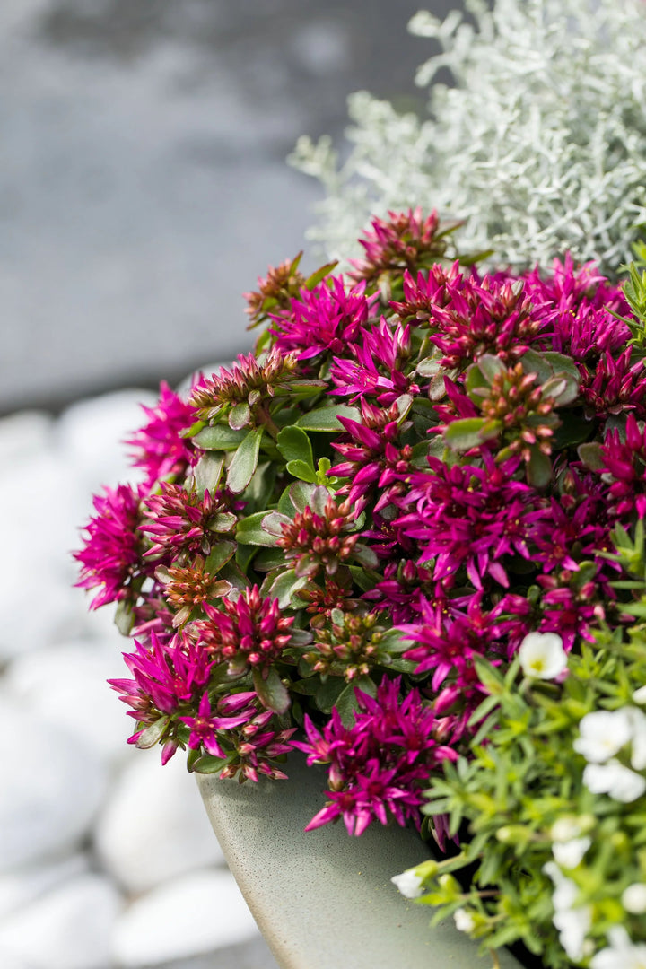 Sedum Spurium Flower Seeds for Planting – Heirloom Non-GMO, High Germination Organic Garden Seeds