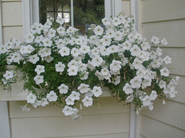 White Petunia Wave Flower Seeds for Planting – Heirloom, Non-GMO, High Germination Organic Garden Seeds