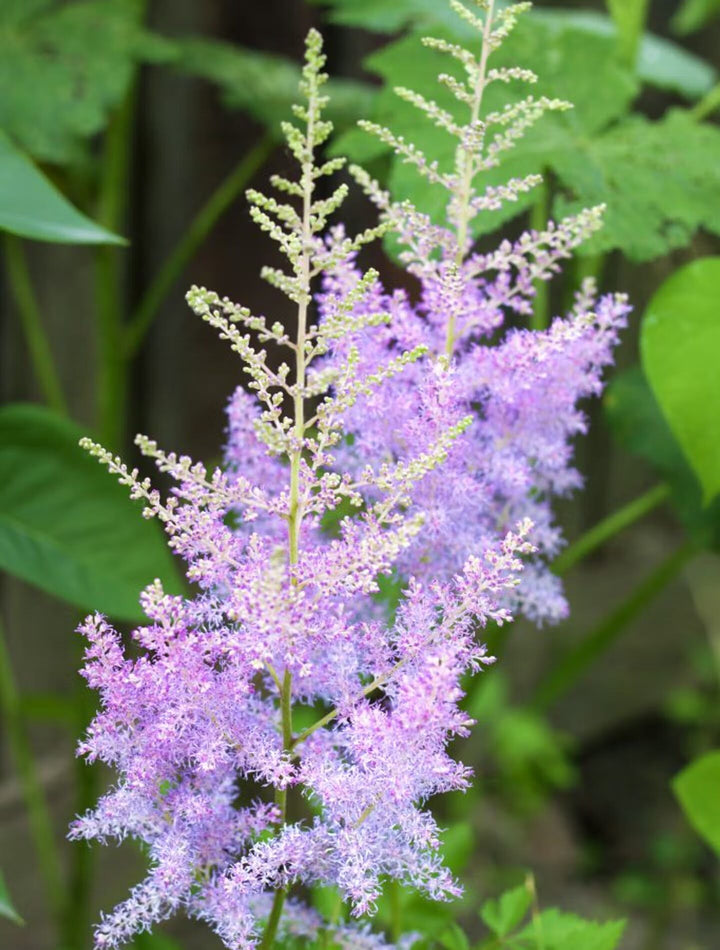 Lavender Astilbe Flower Seeds for Planting – Heirloom, Non-GMO, High Germination Organic Garden Seeds