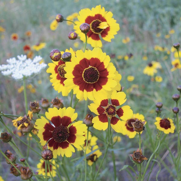 Calliopsis Flower Seeds for Planting – Heirloom Non-GMO, High Germination Organic Garden Seeds