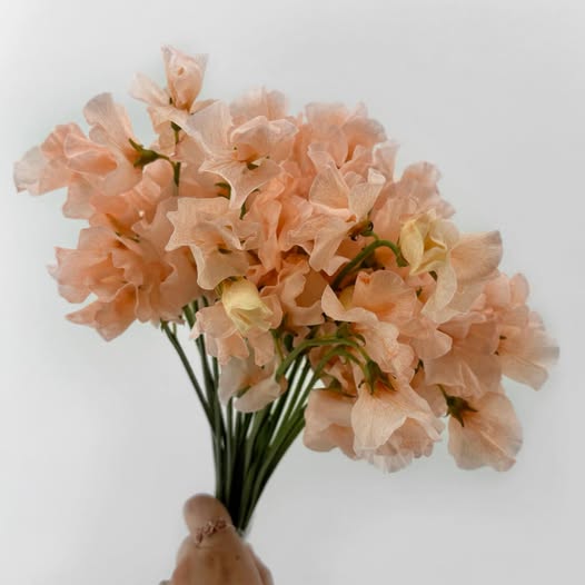 Peach Sweet Pea Flower Seeds for Planting – Heirloom, Non-GMO, High Germination Organic Garden Seeds