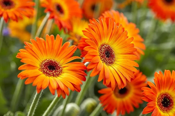 Orange Gerbera Jamesonii Flower Seeds for Planting – Heirloom, Non-GMO, High Germination Seeds