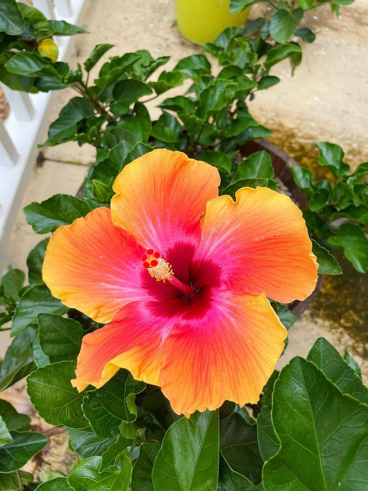 Orange Pink Hibiscus Flower seeds for Planting - Hardy Variety, Heirloom & GMO Free Seeds for Home Garden | Non-GMO High Germination Organic Garden Seeds