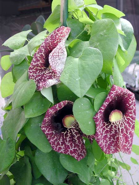 Aristolochia Elegans Flower seeds for Planting – Hardy Heirloom Non-GMO Seeds for Home Garden, High Germination