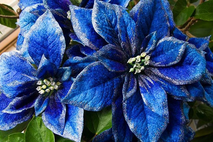 Blue Poinsettia Flower Seeds for Planting – Heirloom, Non-GMO, Drought Tolerant High Germination Seeds