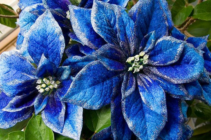 Blue Poinsettia Flower Seeds for Planting – Heirloom, Non-GMO, Drought Tolerant High Germination Seeds