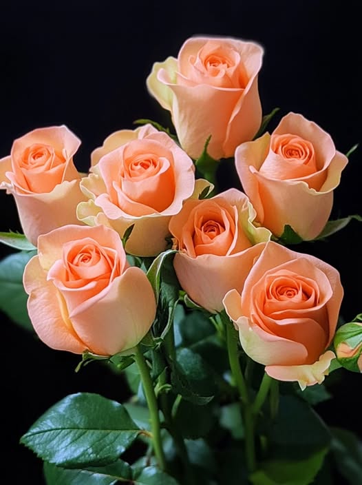 Peach Rose Flower seeds for Planting – Drought Tolerant, Heirloom & GMO Free Seeds for Home Garden