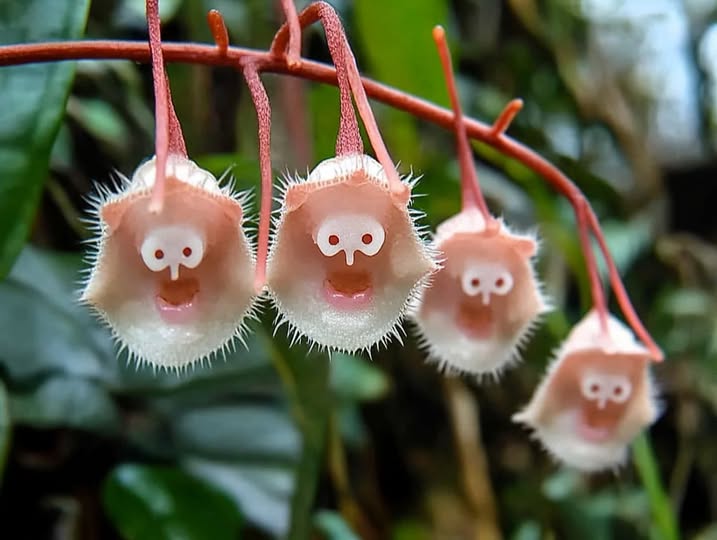 Monkey Face Light Pink Orchids Flower Seeds for Planting – Heirloom Non-GMO, High Germination Garden Seeds