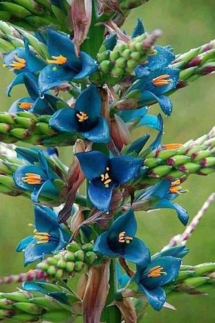 Sky Blue Puya Santosii Flower Seeds for Planting – Heirloom, Non-GMO, Pollinator Friendly, High Germination