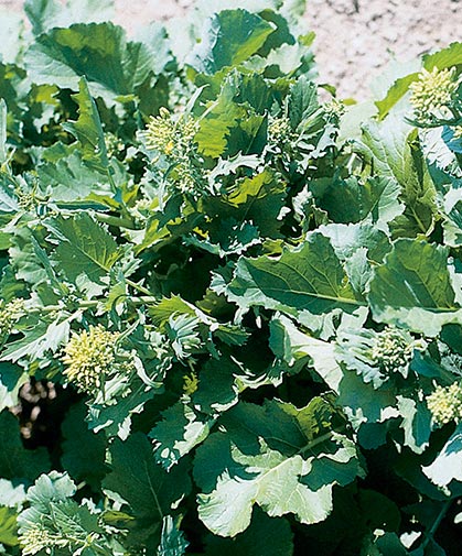 Broccoli Raab Seeds – Heirloom Non-GMO Leafy Green Vegetable Seeds for Planting, Organic Garden Seeds
