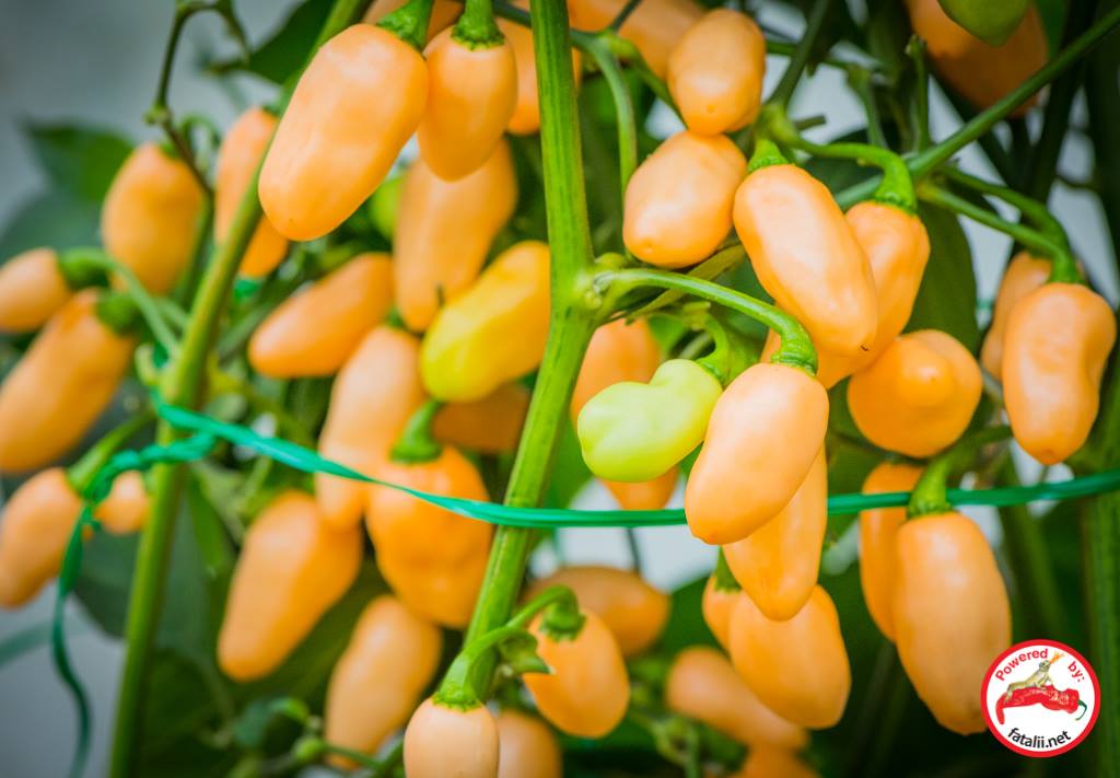 Bode Pepper Seeds for Planting – Heirloom & Non-GMO, High Germination Organic Seeds for Spicy Compact Pepper Plants