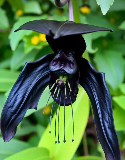Black Tacca Chantrieri Flower Seeds for Planting – Heirloom Non-GMO, High Germination Organic Garden Seeds