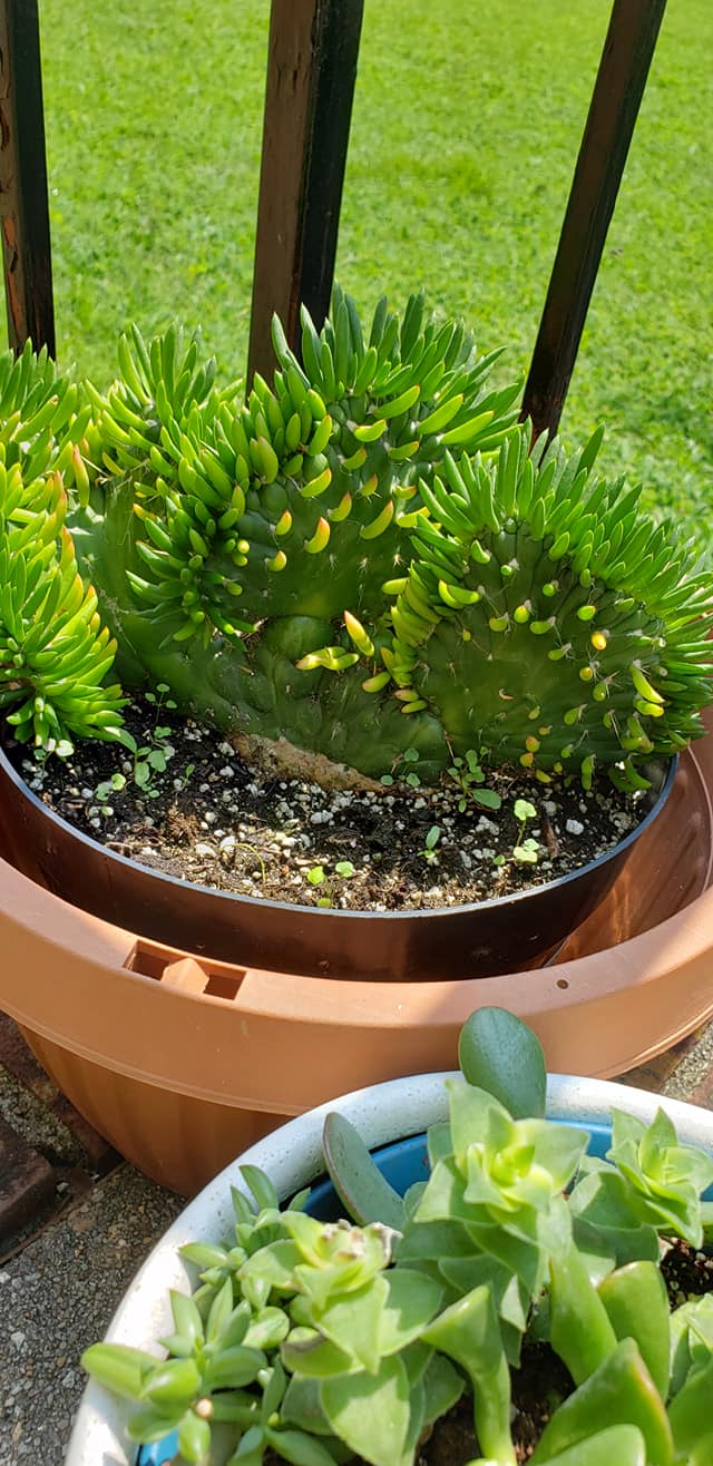 Green Austrocylindropuntia Flower Seeds for Planting – Heirloom Non-GMO, High Germination Organic Garden Seeds