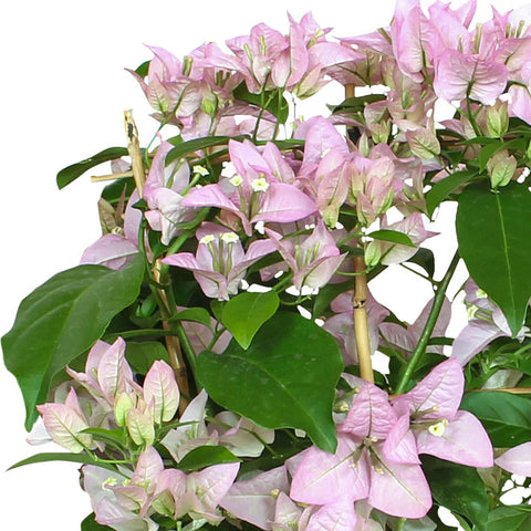 Flower Seeds, Seeds,Seeds For Planting,Plant Seeds