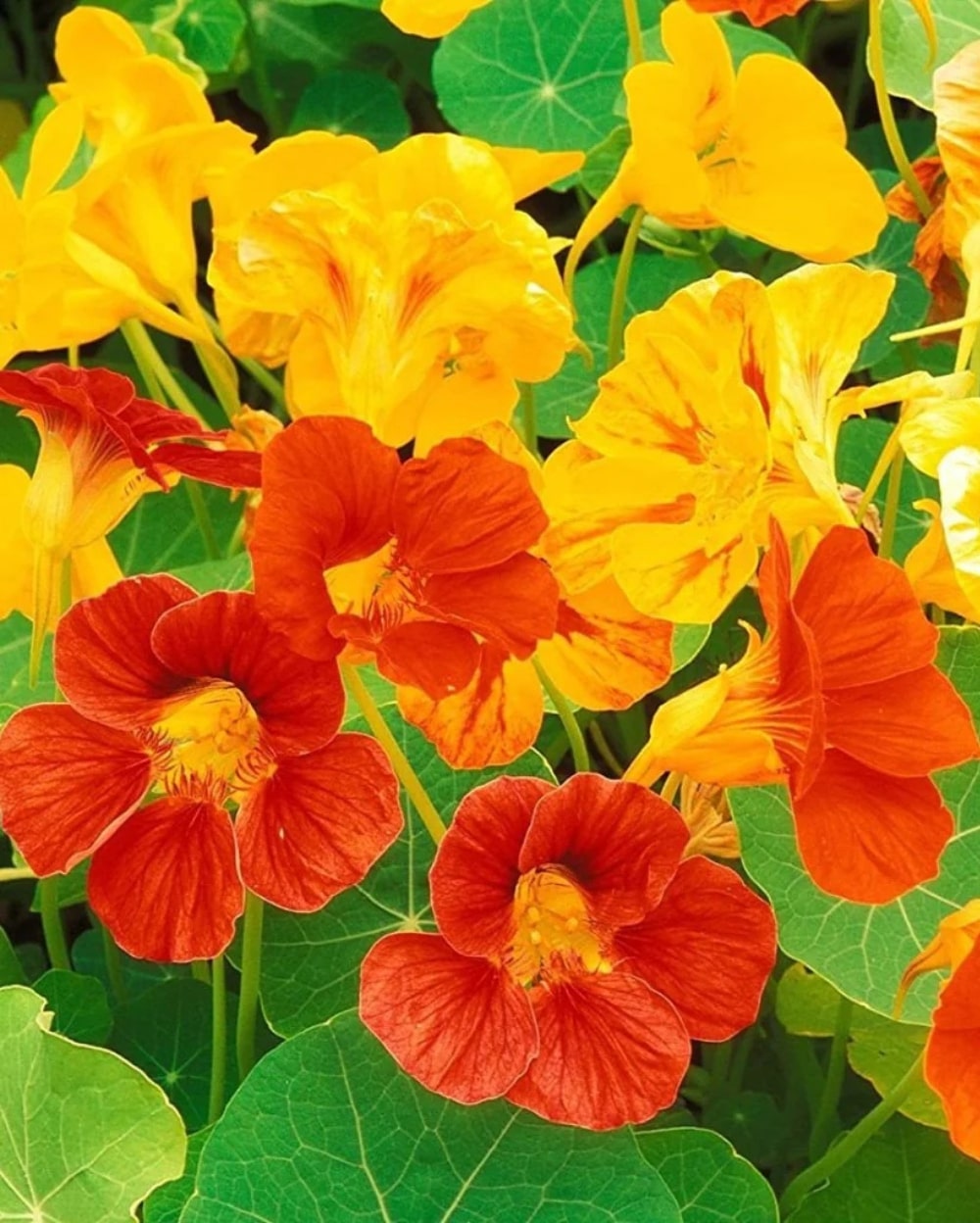 Red Yellow Nasturtium Flower Seeds for Planting – Fragrant Blossoms, Heirloom & Non-GMO Home Garden