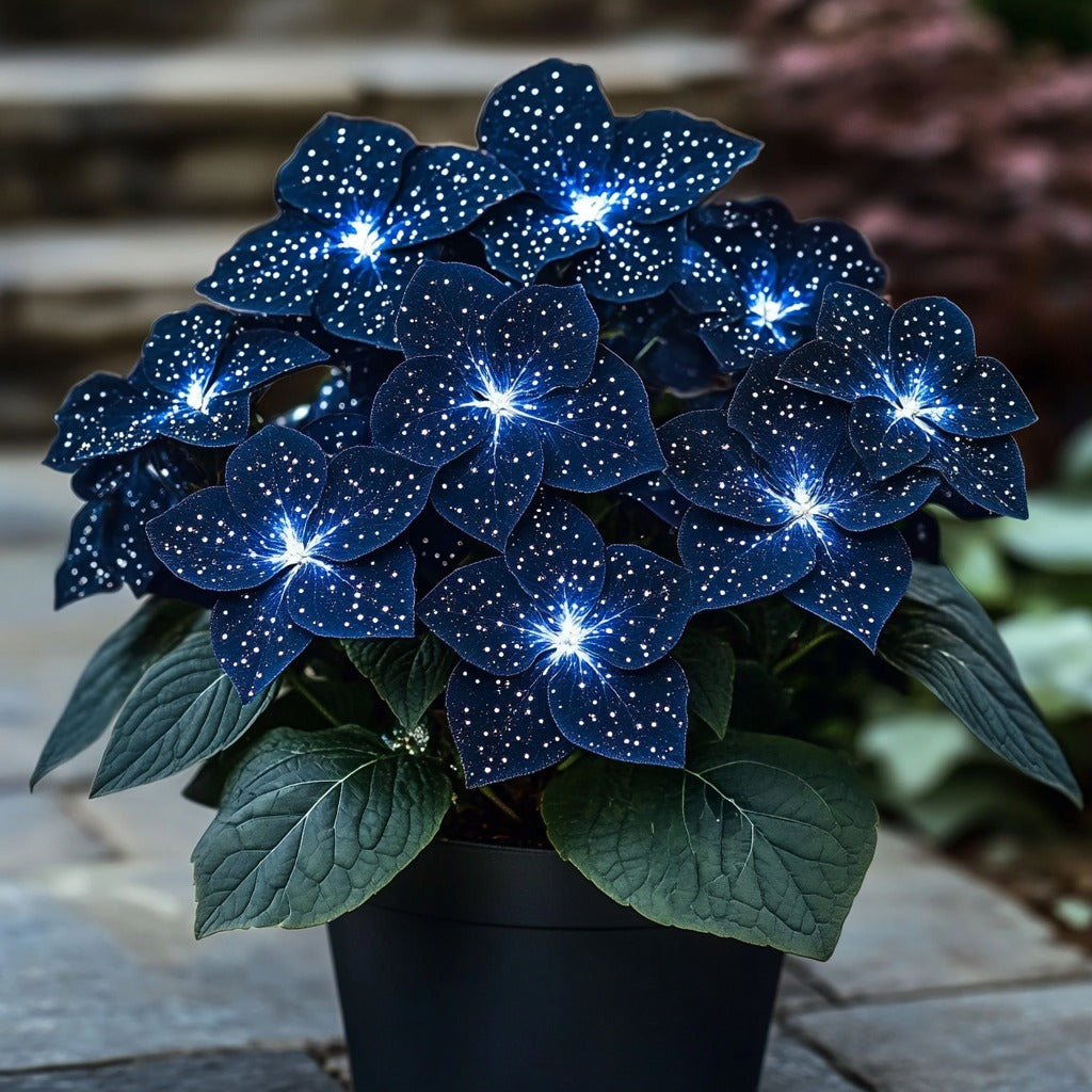Grow Stunning Dark Blue &amp; White Begonia Blooms with Butterfly-Like Beauty