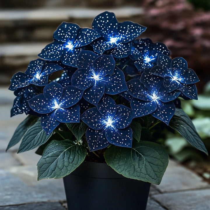 Grow Stunning Dark Blue &amp; White Begonia Blooms with Butterfly-Like Beauty