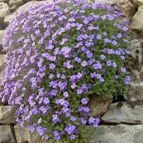 Light Blue Aubrieta Flower Seeds for Planting – Heirloom, Non-GMO, High Germination Organic Garden Seeds