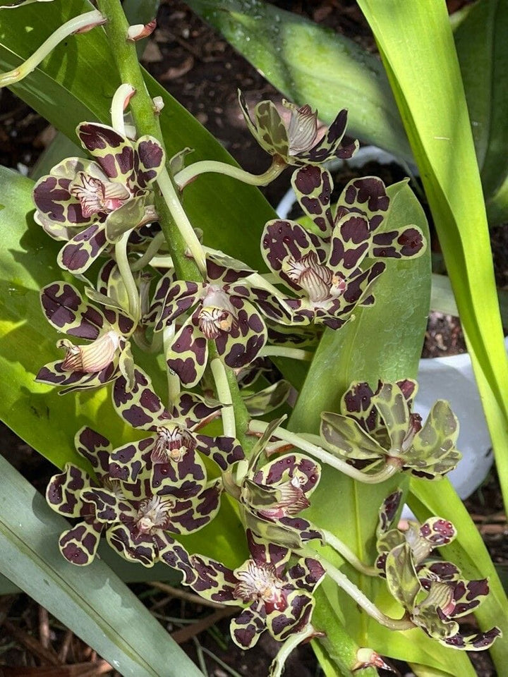 Green Brown Phalaenopsis Orchid Seeds for Planting – Heirloom, Non-GMO, High Germination Organic Garden Seeds