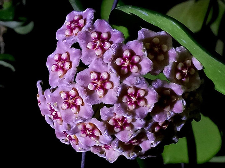 Light Purple Hoya Carnosa Flower Seeds for Planting – Heirloom, Non-GMO, High Germination Organic Garden Seeds