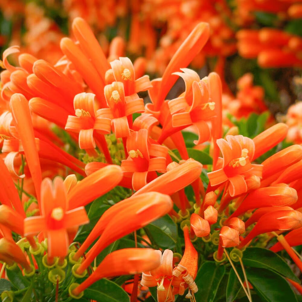 Pyrostegia Venusta Calathea Flower Seeds for Planting | Heirloom Non-GMO High Germination Organic Garden Seeds