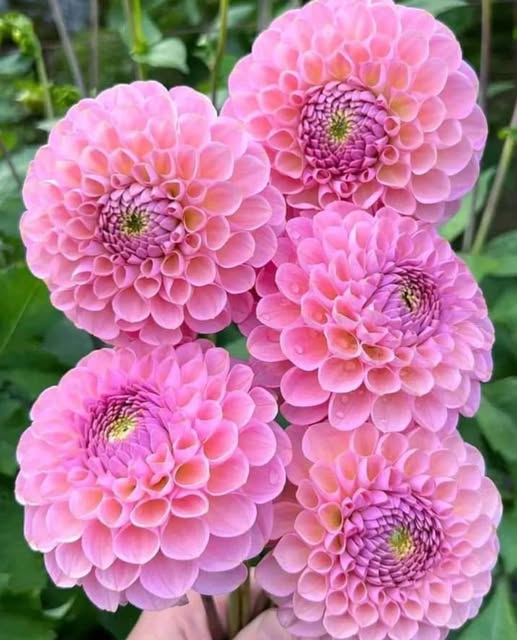 Pink Pompon Dahlia Flower Seeds for Planting – Heirloom Non-GMO, High Germination Organic Garden Seeds