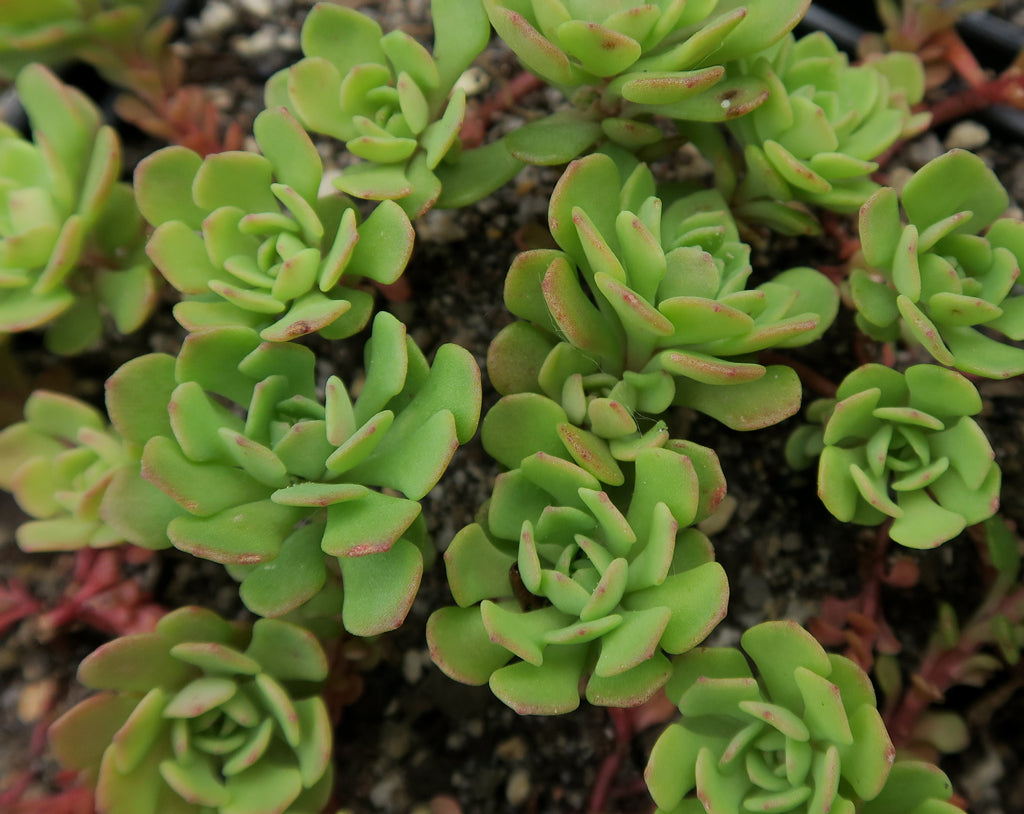 Green Cliff Stonecrop Flower Seeds for Planting – Heirloom Non-GMO, High Germination Organic Garden Seeds