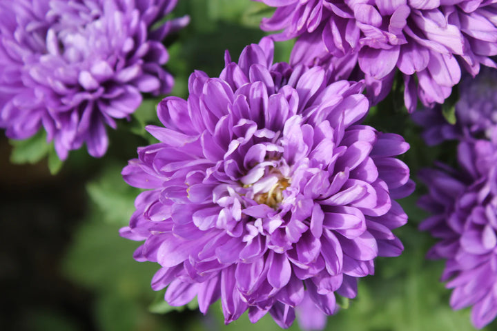 Dark Purple Aster Flower Seeds for Planting – Heirloom, Non-GMO, High Germination Organic Garden Seeds