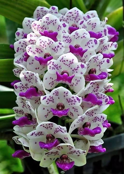 White Violet Cymbidium Flower Seeds for Planting – Heirloom Non-GMO, High Germination Organic Garden Seeds