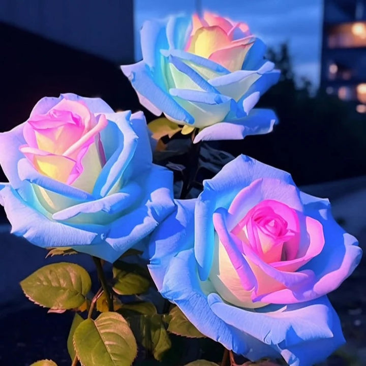 Sky Blue Pink Rose Flower Seeds for Planting – Heirloom, Non-GMO, Garden Favorite, High Germination