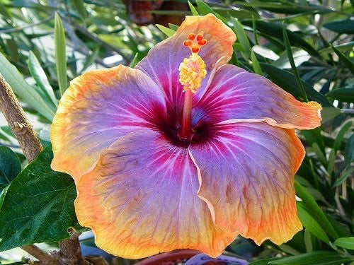 Purple Orange Hibiscus Flower Seeds for Planting – Heirloom Non-GMO, High Germination Organic Garden Seeds