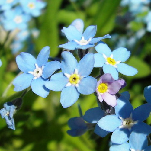 Light Blue Nezabudka Flower Seeds for Planting – Heirloom, Non-GMO, Bright Blooms, High Germination