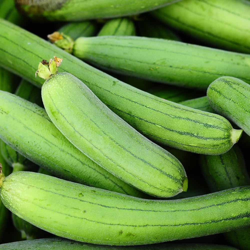 Green Sponge Gourd Vegetable Seeds for Planting – Heirloom & Non-GMO Garden Seeds