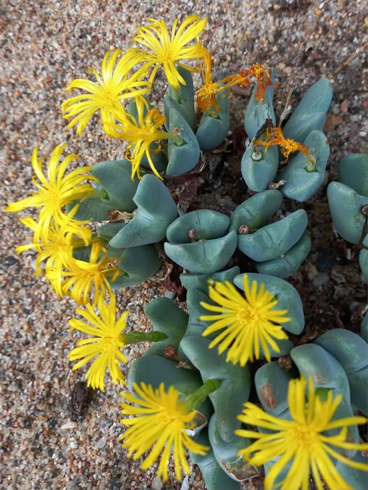 Conophytum Flower Seeds for Planting – Heirloom Non-GMO, High Germination Organic Garden Seeds