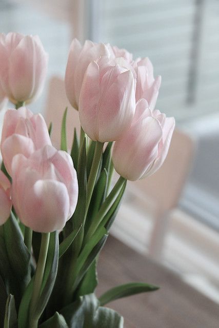 Light Pink Tulip Flower Seeds for Planting – Heirloom, Non-GMO, High Germination Organic Garden Seeds