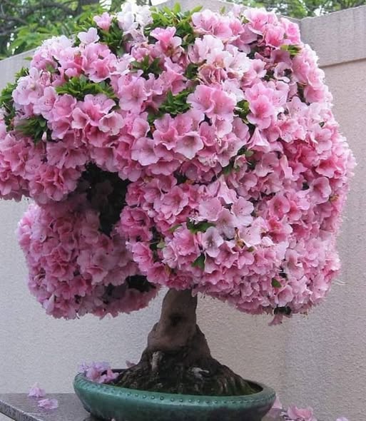Baby Pink Simsii Bonsai Flower seeds for Planting - Cottage Garden Essential, Heirloom &amp; GMO Free Seeds for Home Garden