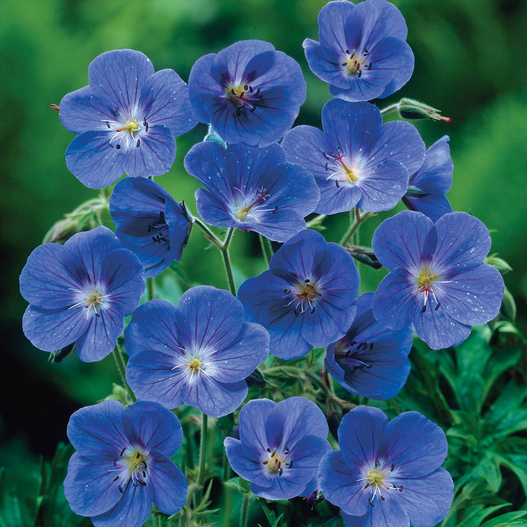 Geranium Perennial Flower Seeds for Planting Deep Blue – Sun Loving, Heirloom, Non-GMO, High Germination Organic Garden Seeds