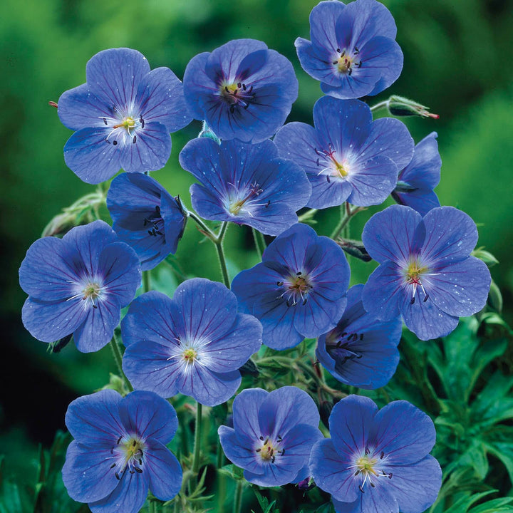 Geranium Perennial Flower Seeds for Planting Deep Blue – Sun Loving, Heirloom, Non-GMO, High Germination Organic Garden Seeds