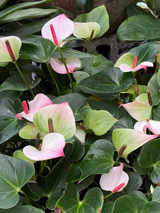 White Red Anthurium Flower Seeds for Planting – Wildflower Mix, Heirloom, Non-GMO Home Garden