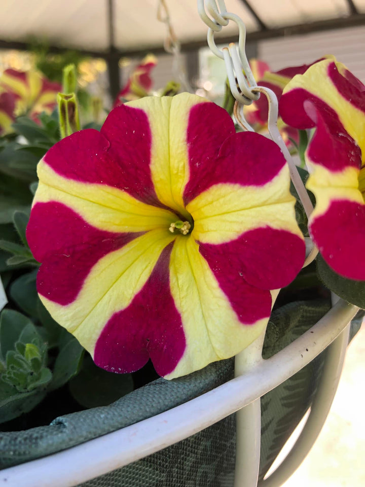 Red & Yellow Petunia Flower Seeds for Planting – Heirloom Non-GMO, High Germination Organic Garden Seeds