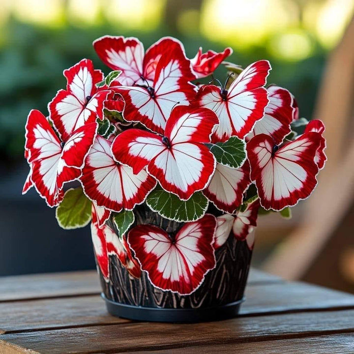Grow Striking Red &amp; White Begonia Blooms with Butterfly-Like Beauty
