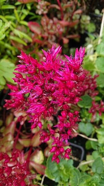 Pink Sedum Voodoo Flower Seeds for Planting – Heirloom Non-GMO, High Germination Organic Garden Seeds