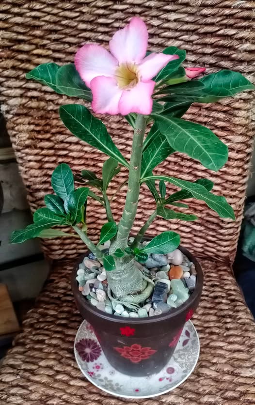 White Pink Adenium Obesum Flower Seeds for Planting – Garden Favorite, Heirloom & Non-GMO Home Garden Seeds