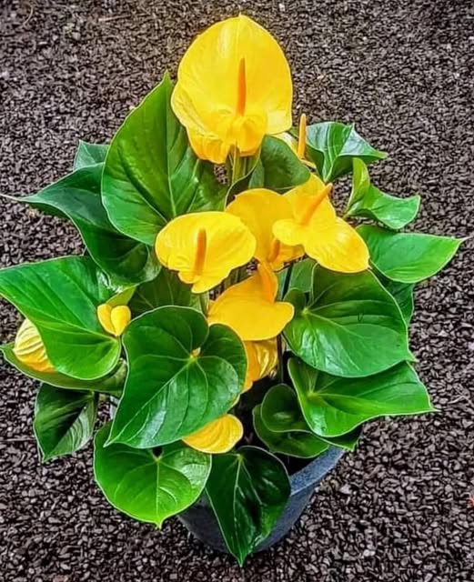 Yellow Anthurium Andraeanu Flower Seeds for Planting | Heirloom Non-GMO High Germination Organic Garden Seeds