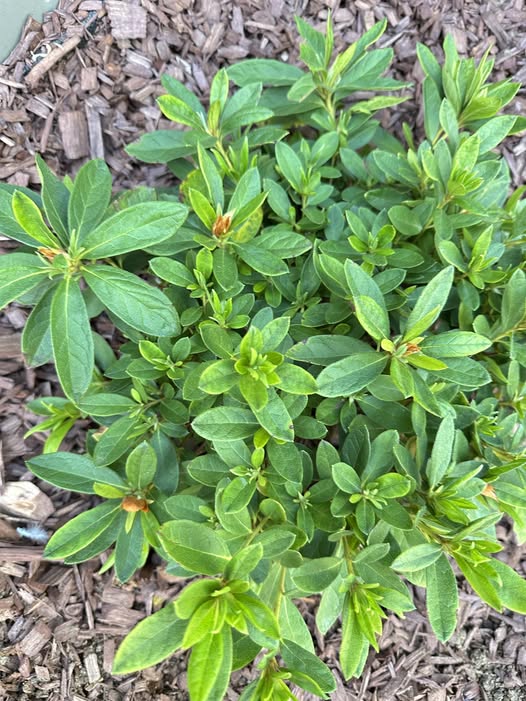Green Rhododendron Azalea Flower Seeds for Planting – Hardy, Heirloom, Non-GMO, High Germination Garden Seeds