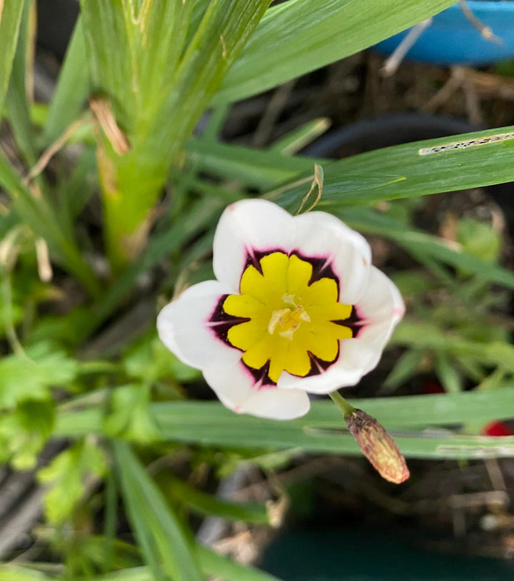 White Yellow Sparaxis Flower Seeds for Planting – Vibrant Colors, Heirloom &amp; Non-GMO Seeds for Home Garden