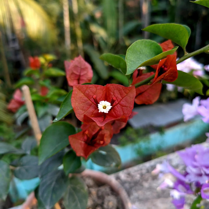 Brown Bougainvillea Flower Seeds for Planting – Heirloom Non-GMO, High Germination Organic Garden Seeds