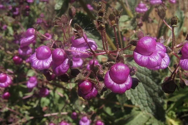 Violet Calceolaria Flower Seeds for Planting – Heirloom, Non-GMO, Cottage Garden Essential, High Germination
